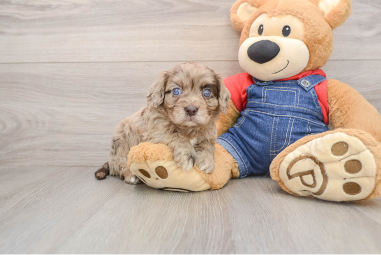 Cavapoo Puppy for Adoption