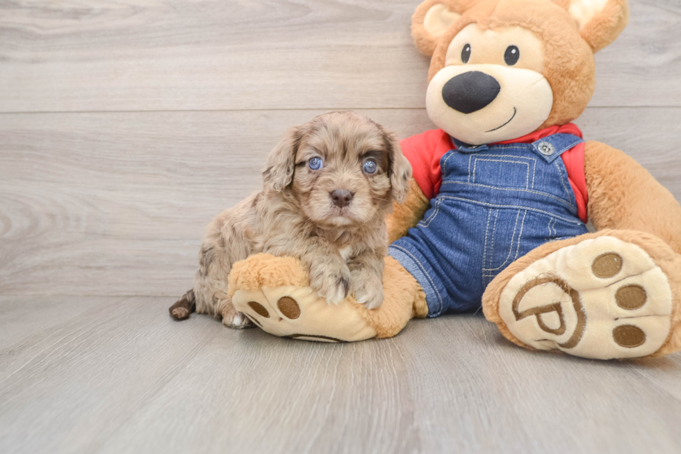 Cavapoo Puppy for Adoption