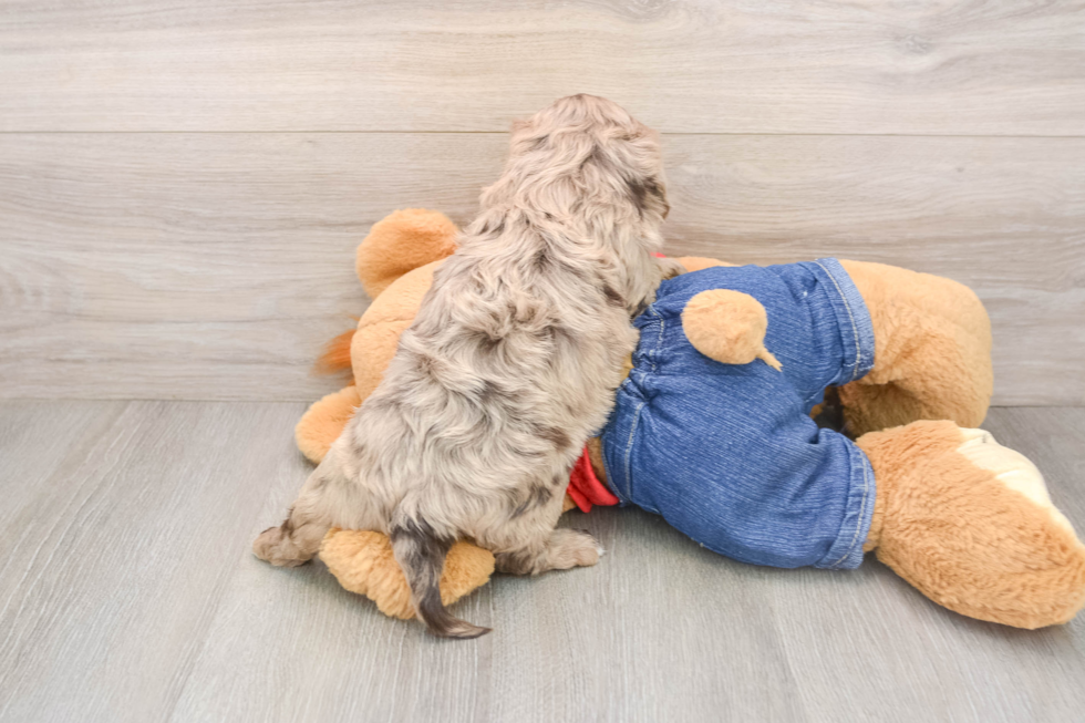 Smart Cavapoo Poodle Mix Pup