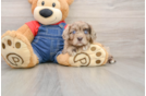 Cute Cavapoo Baby
