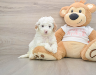 8 week old Cavapoo Puppy For Sale - Simply Southern Pups