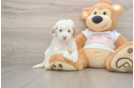 Best Cavapoo Baby