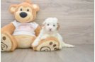 Hypoallergenic Cavadoodle Poodle Mix Puppy
