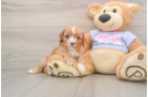 Best Cavapoo Baby