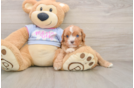 Petite Cavapoo Poodle Mix Pup