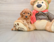 6 week old Cavapoo Puppy For Sale - Simply Southern Pups