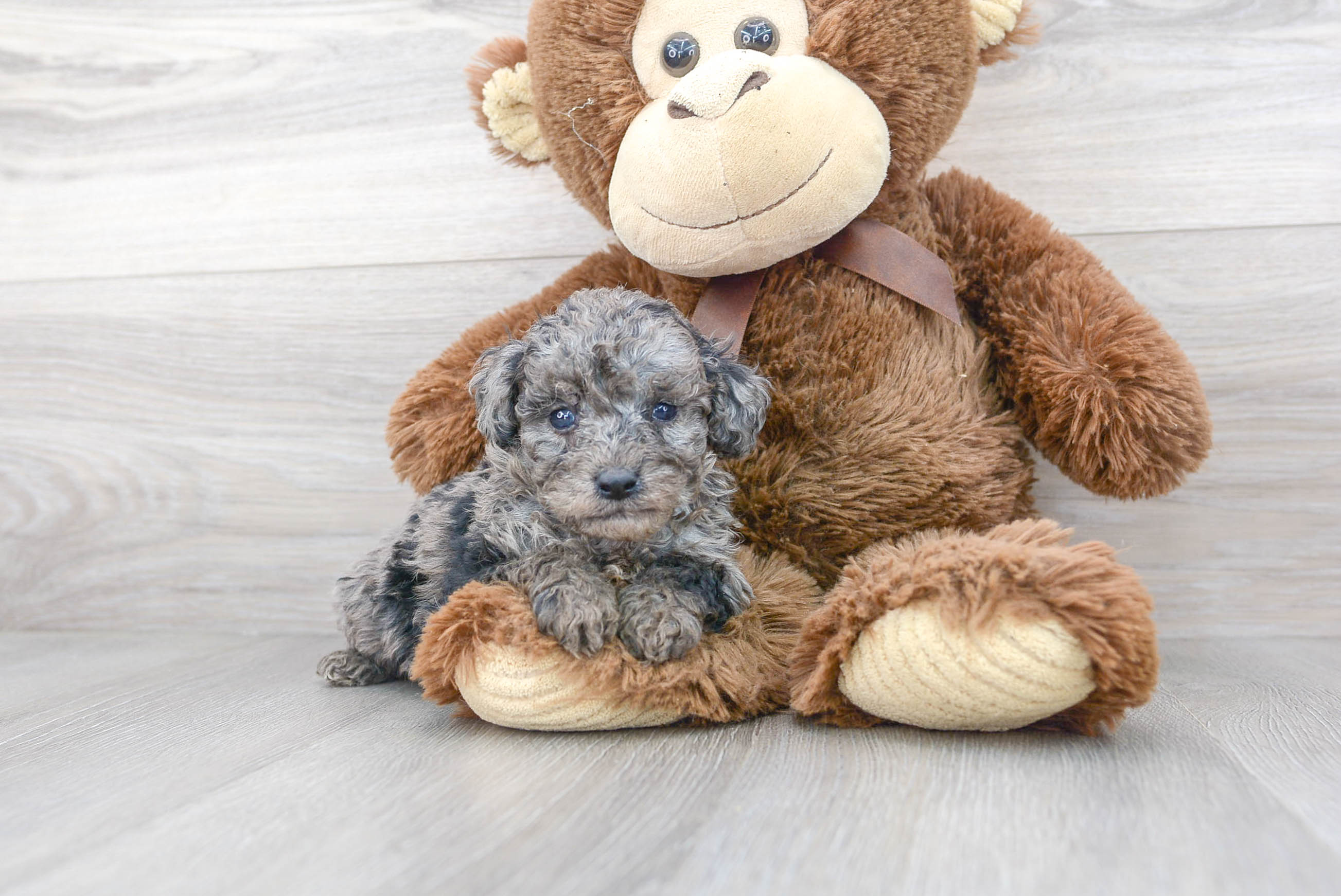 Premier pups sale cavapoo