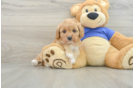 Cavapoo Puppy for Adoption