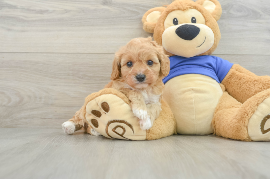 Cavapoo Puppy for Adoption