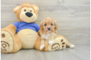 Cute Cavapoo Baby