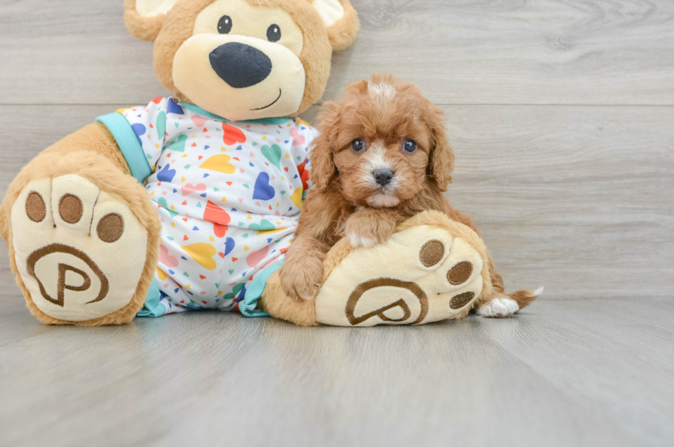 5 week old Cavapoo Puppy For Sale - Simply Southern Pups