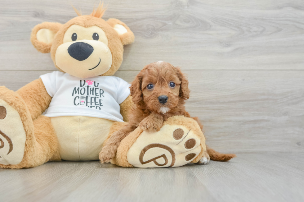 7 week old Cavapoo Puppy For Sale - Simply Southern Pups