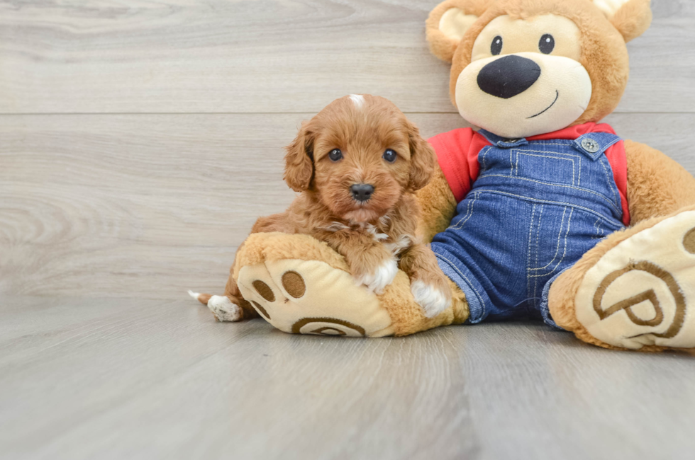 5 week old Cavapoo Puppy For Sale - Simply Southern Pups