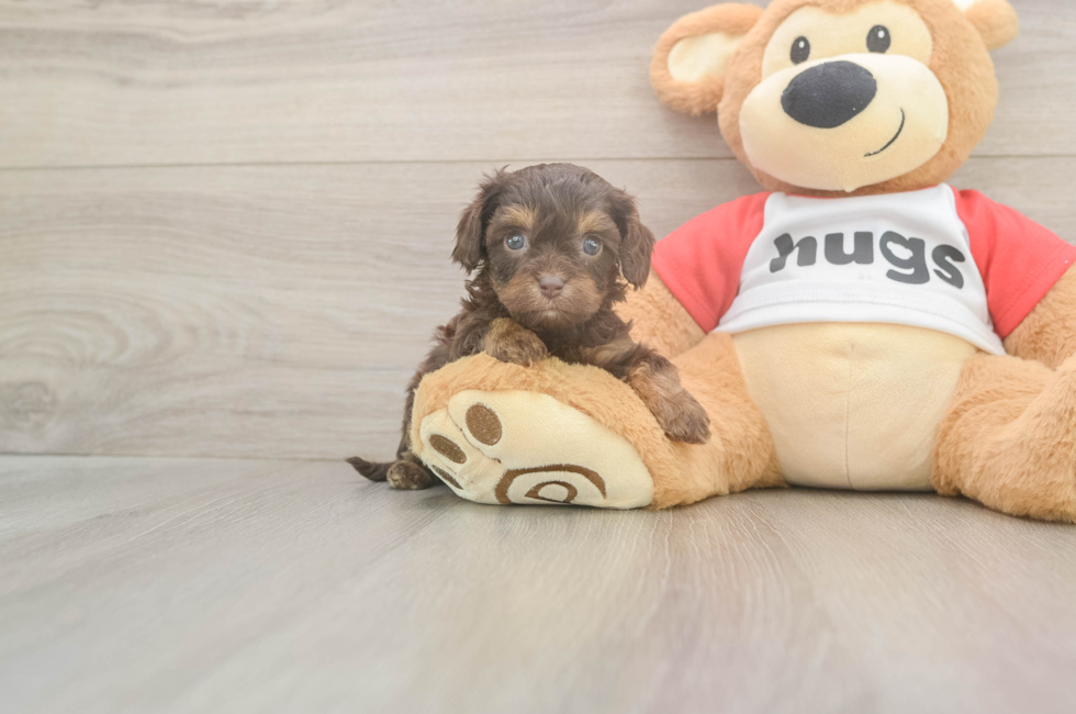 5 week old Cavapoo Puppy For Sale - Simply Southern Pups