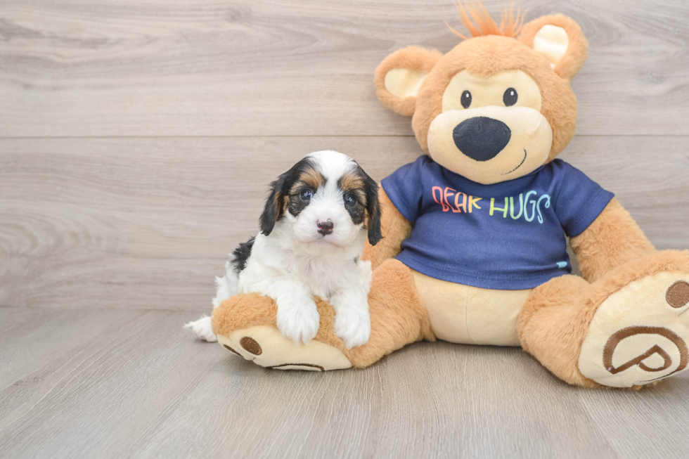 Smart Cavapoo Poodle Mix Pup