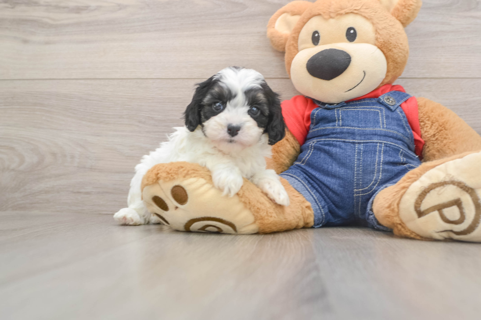 Friendly Cavapoo Baby
