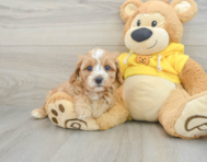 8 week old Cavapoo Puppy For Sale - Simply Southern Pups