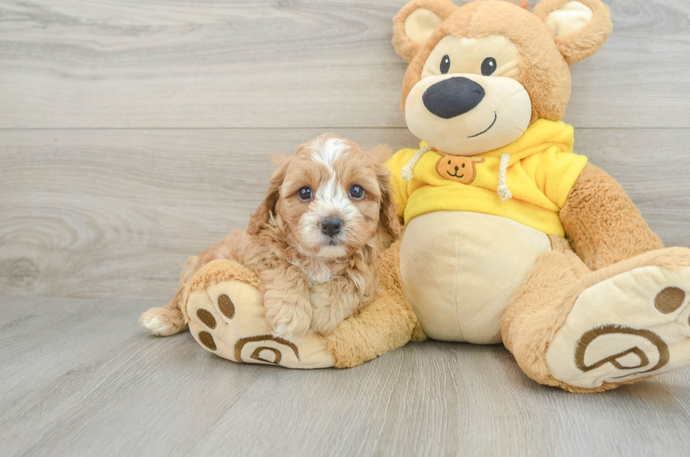 7 week old Cavapoo Puppy For Sale - Simply Southern Pups