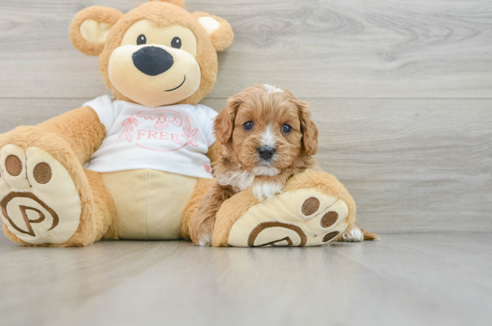 5 week old Cavapoo Puppy For Sale - Simply Southern Pups