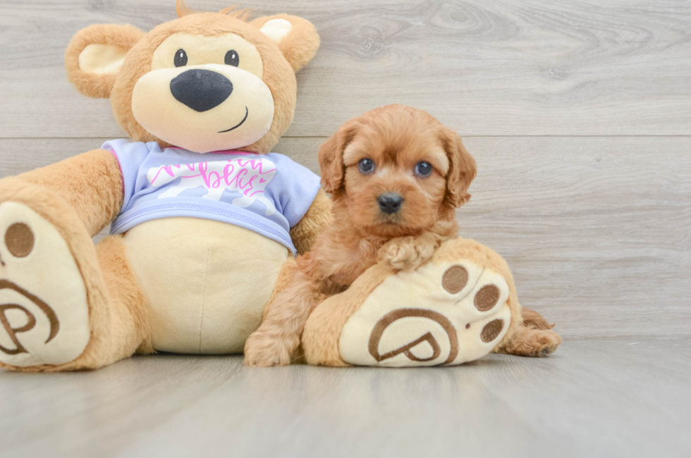 6 week old Cavapoo Puppy For Sale - Simply Southern Pups