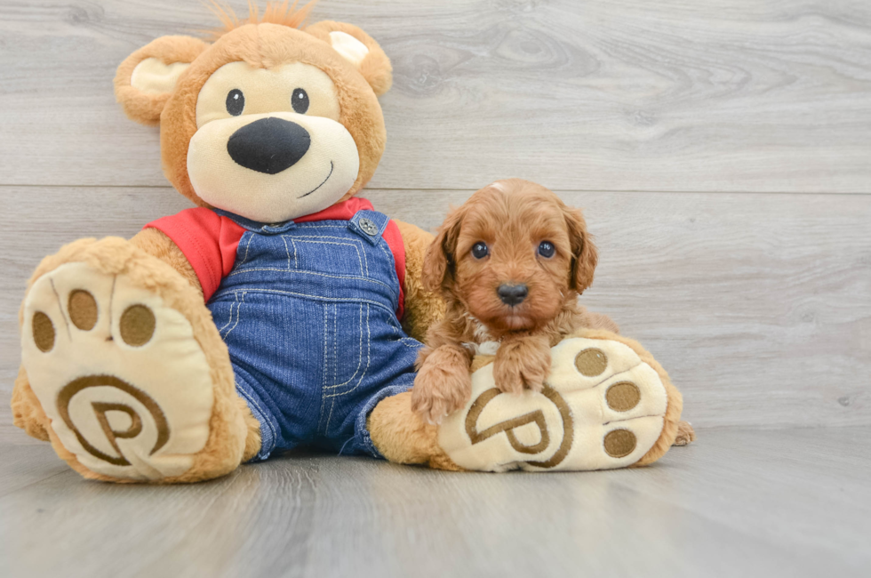 5 week old Cavapoo Puppy For Sale - Simply Southern Pups