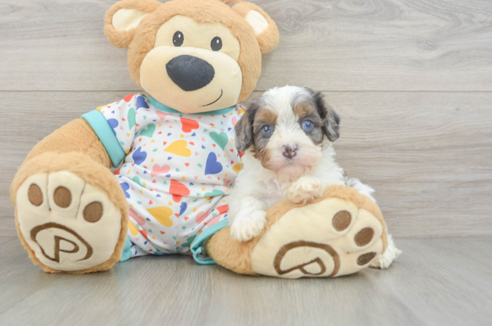 5 week old Cavapoo Puppy For Sale - Simply Southern Pups