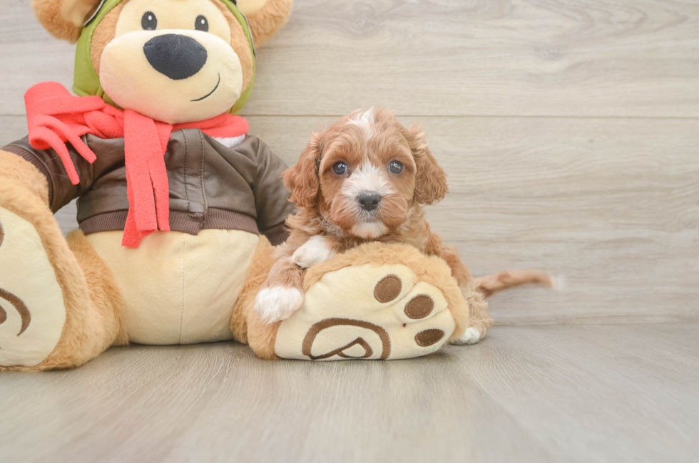 5 week old Cavapoo Puppy For Sale - Simply Southern Pups