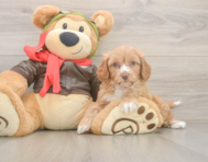 7 week old Cavapoo Puppy For Sale - Simply Southern Pups