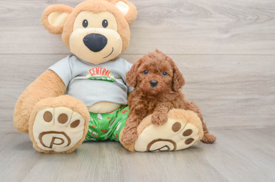 Fluffy Cavapoo Poodle Mix Pup