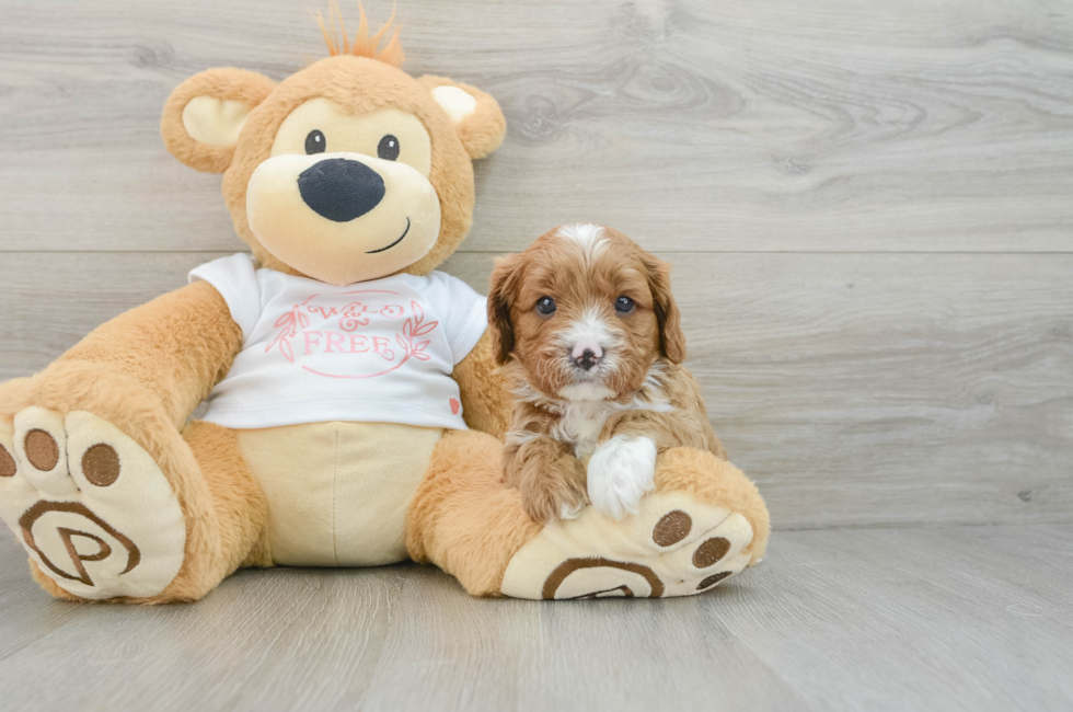 5 week old Cavapoo Puppy For Sale - Simply Southern Pups