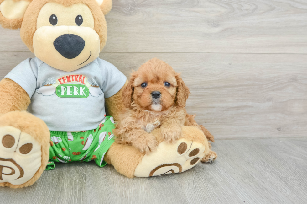 5 week old Cavapoo Puppy For Sale - Simply Southern Pups