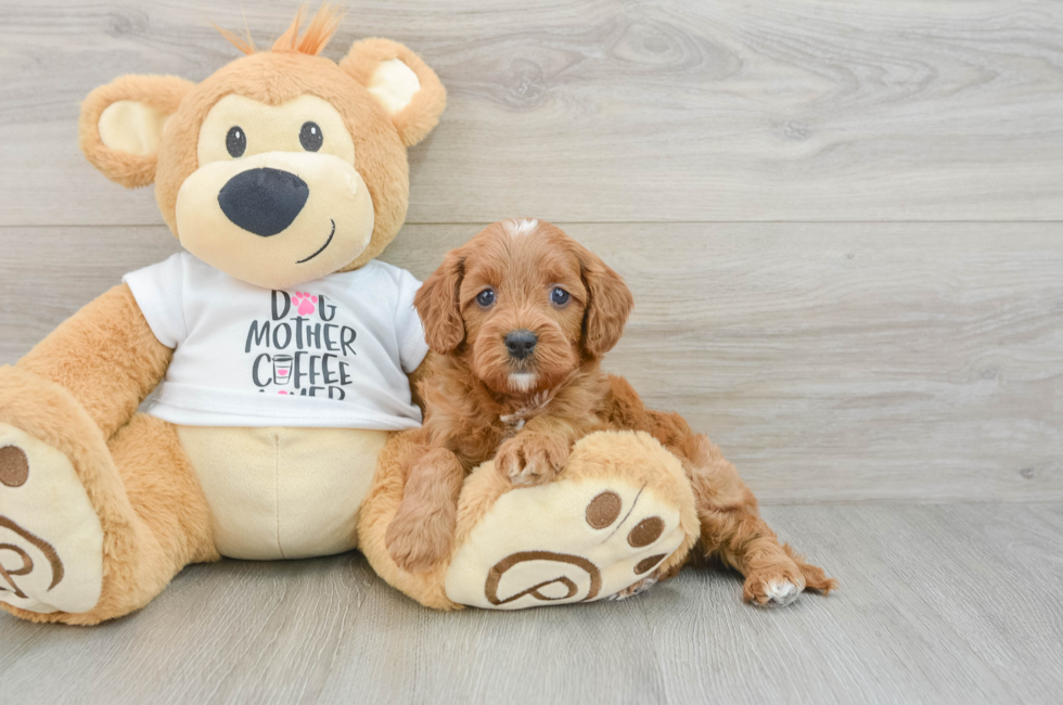 7 week old Cavapoo Puppy For Sale - Simply Southern Pups