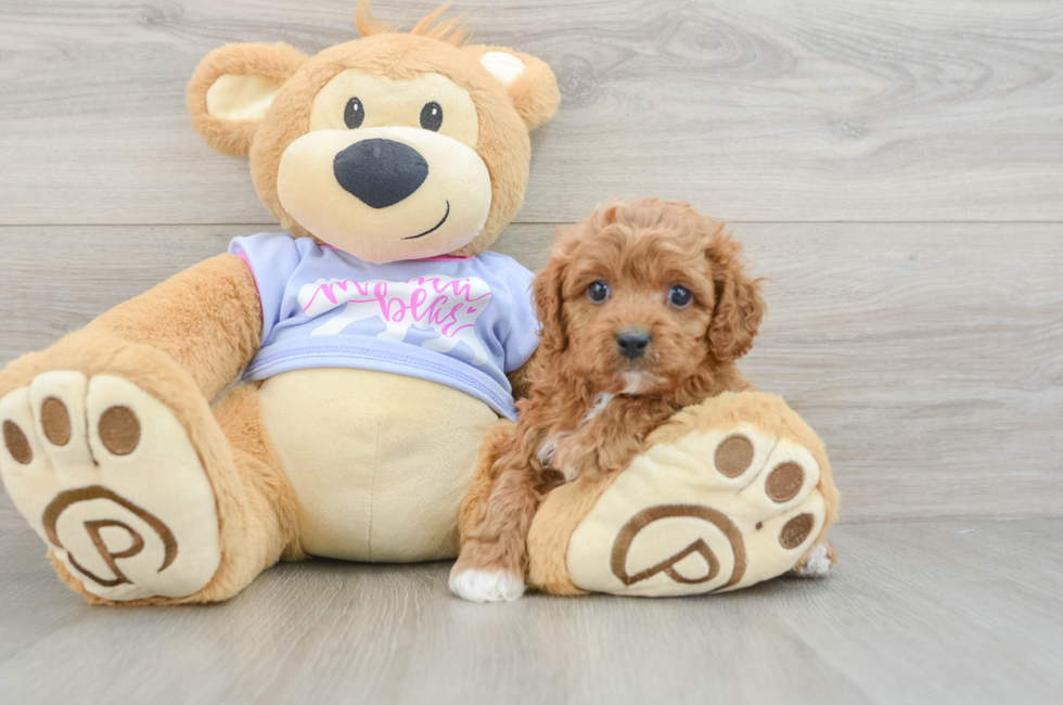 6 week old Cavapoo Puppy For Sale - Simply Southern Pups
