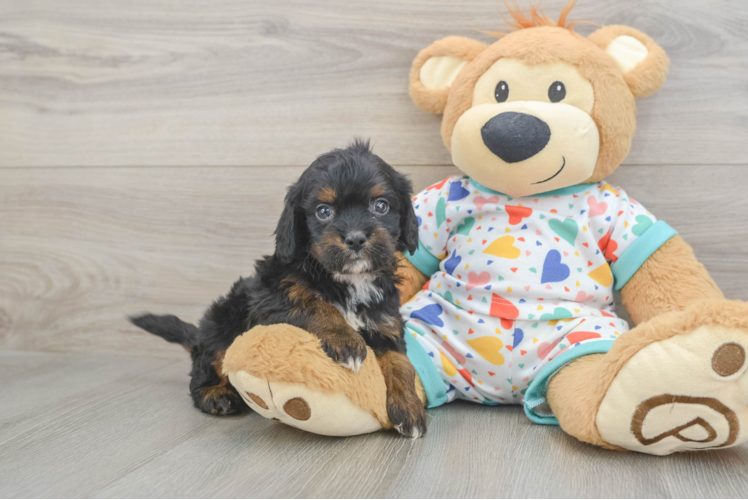 Cavapoo Pup Being Cute