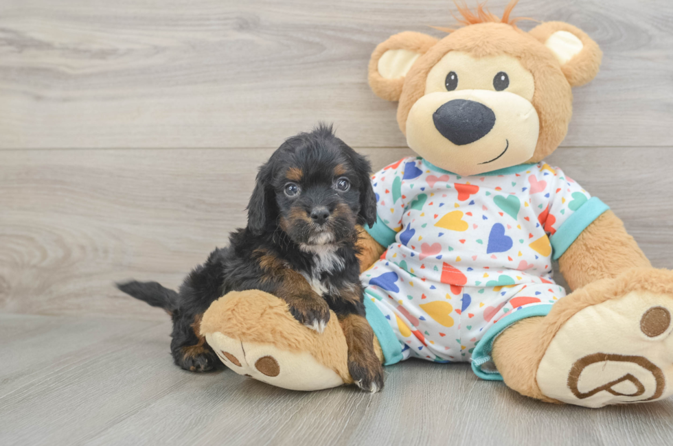 6 week old Cavapoo Puppy For Sale - Simply Southern Pups