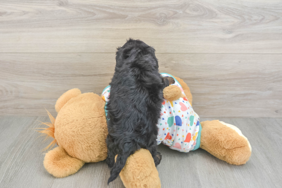 Friendly Cavapoo Baby