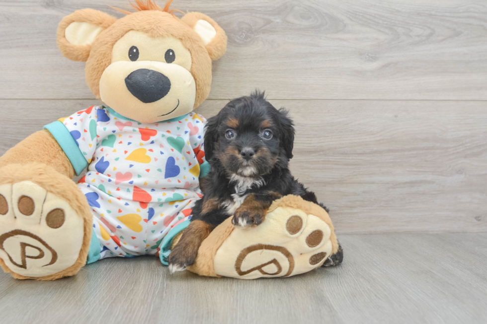 Cavapoo Puppy for Adoption