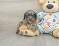 8 week old Cavapoo Puppy For Sale - Simply Southern Pups