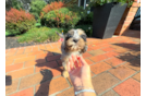 Cavapoo Pup Being Cute