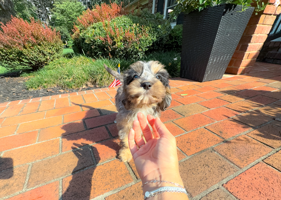 Cavapoo Pup Being Cute