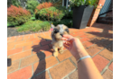 Cavapoo Pup Being Cute