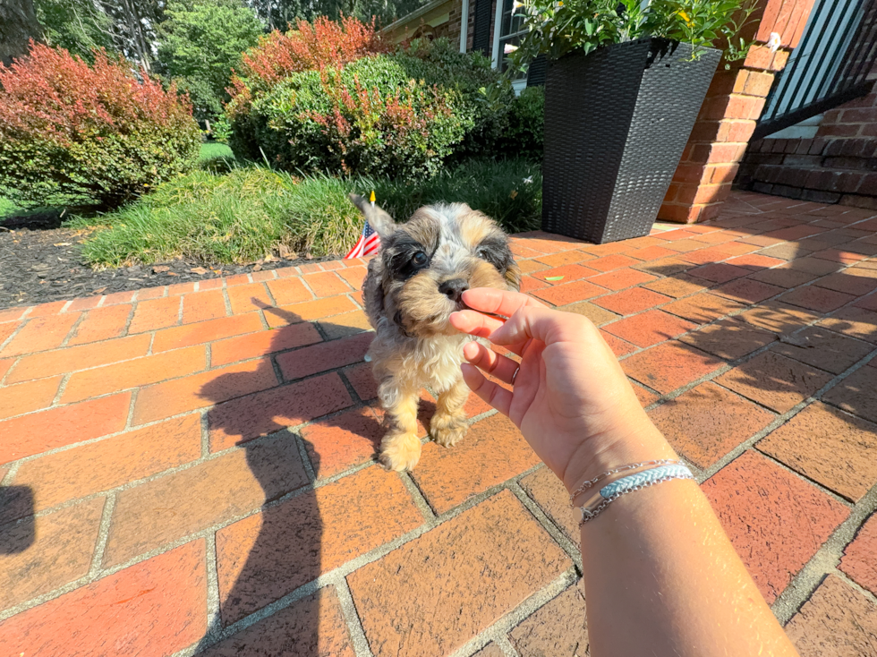 Cavapoo Pup Being Cute