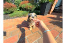 Cavapoo Pup Being Cute