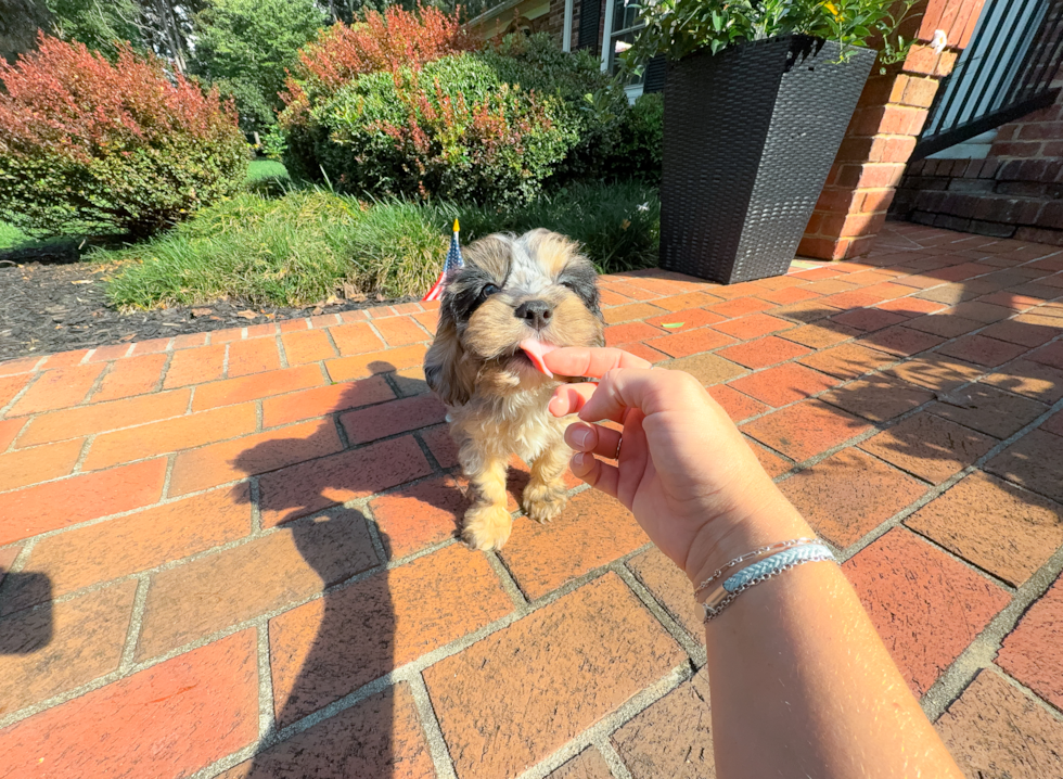 Cavapoo Pup Being Cute
