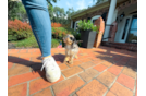 Cute Cavapoo Baby