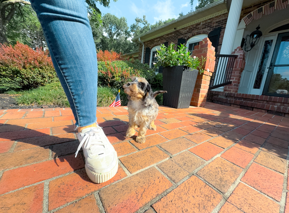 Cute Cavapoo Baby