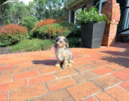 11 week old Cavapoo Puppy For Sale - Simply Southern Pups