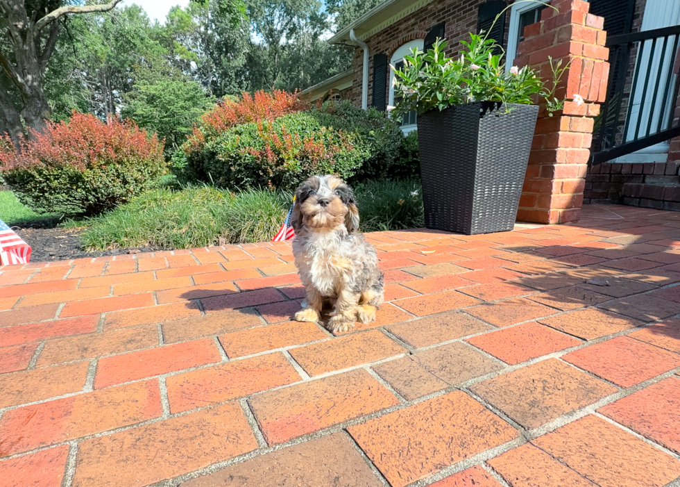 Cute Cavoodle Poodle Mix Puppy