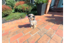 Cute Cavapoo Baby