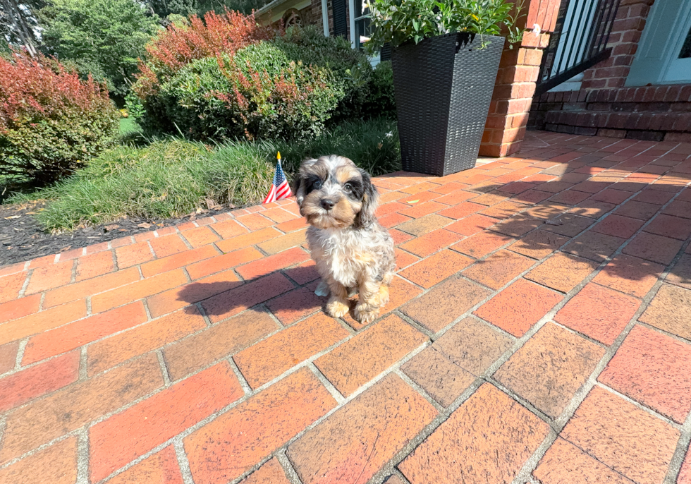 Cute Cavapoo Baby